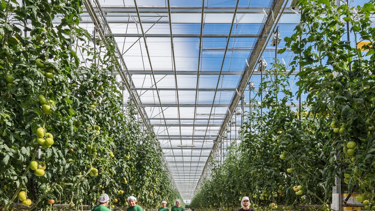 Team picking tomatoes