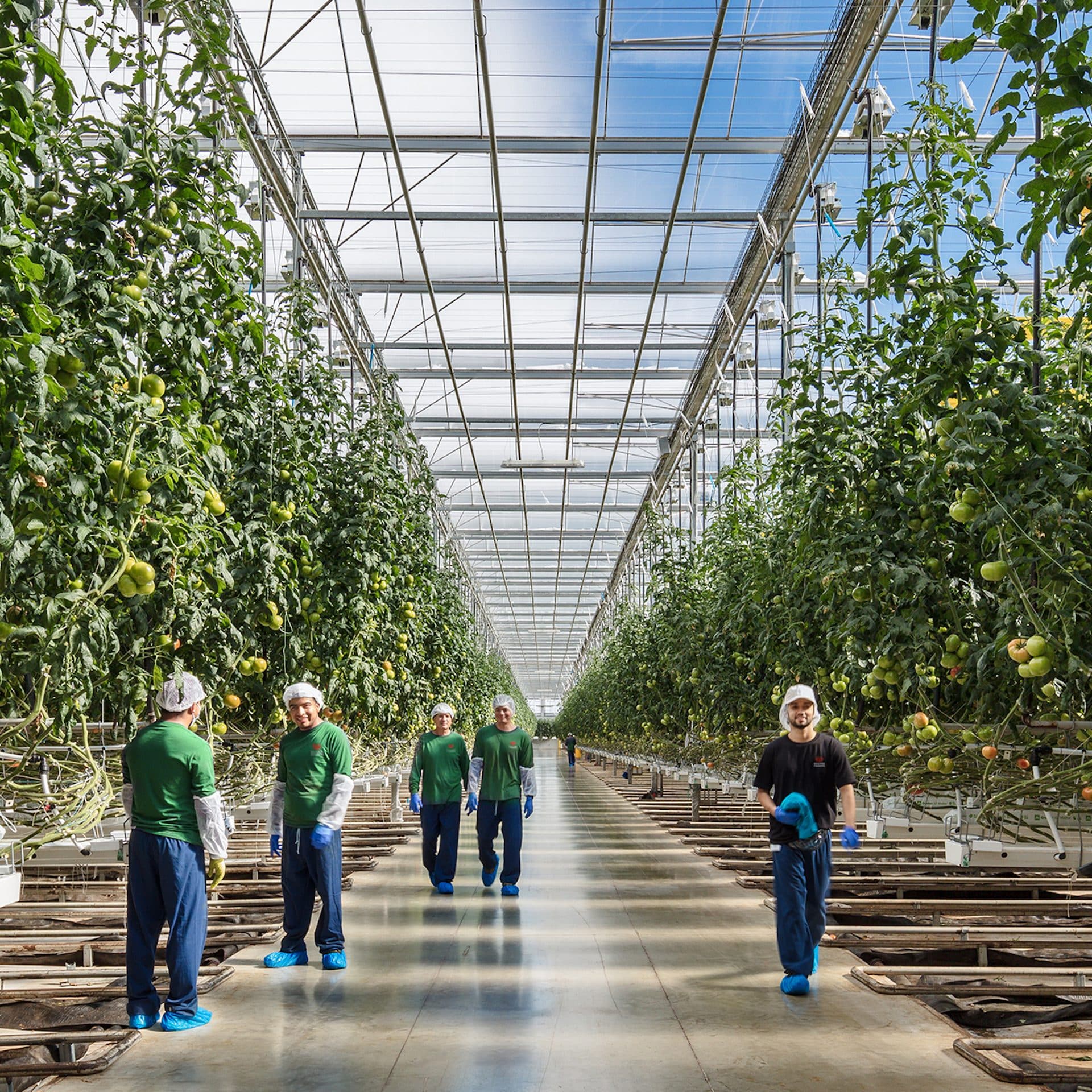 worker tending to tomato plants